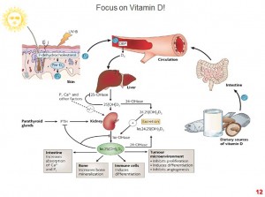 Vitamin D